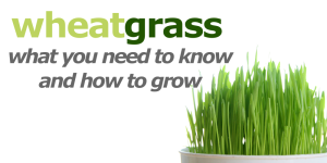 What Is Wheatgrass? How to Grow Wheatgrass