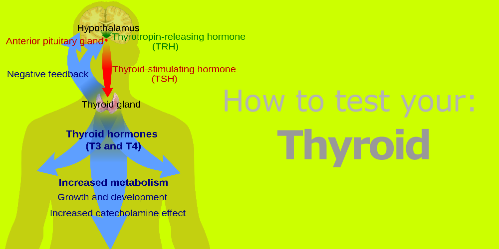 How to Test Your Thyroid?